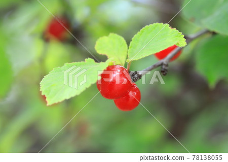 Red youthful fruit 78138055