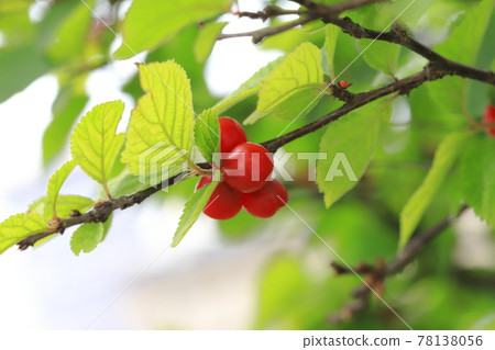 Red youthful fruit Red youthful fruit 78138056