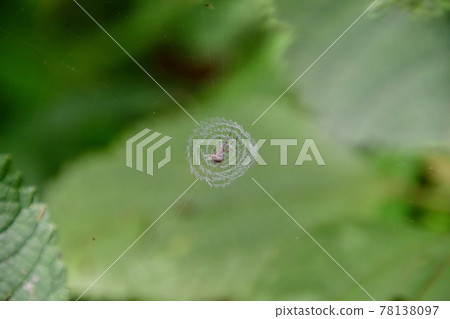 Swirl-shaped nest of spiders of the Uloboridae family (Saitama Prefecture / May) 78138097
