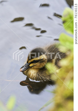 Baby chicks Baby chicks 78138113