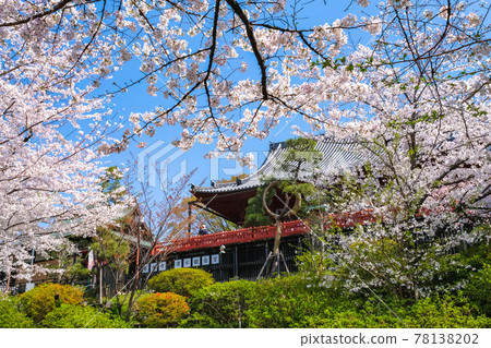 Ueno Park, Taito-ku, Tokyo, Sakura and Kiyomizu Kannon-do Ueno Park, Taito-ku, Tokyo, Sakura and Kiyomizu Kannon-do 78138202