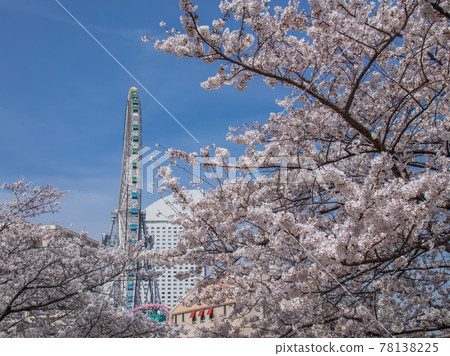 Spring scenery of Yokohama Kisha-michi Spring scenery of Yokohama Kisha-michi 78138225