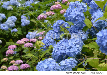 ≪Tochigi Prefecture≫ Hydrangea in full bloom at Kurobane Castle Ruins Park ≪Tochigi Prefecture≫ Hydrangea in full bloom at Kurobane Castle Ruins Park 78138270