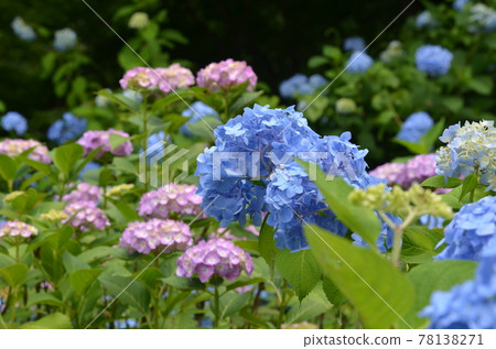 ≪Tochigi Prefecture≫ Hydrangea in full bloom at Kurobane Castle Ruins Park ≪Tochigi Prefecture≫ Hydrangea in full bloom at Kurobane Castle Ruins Park 78138271