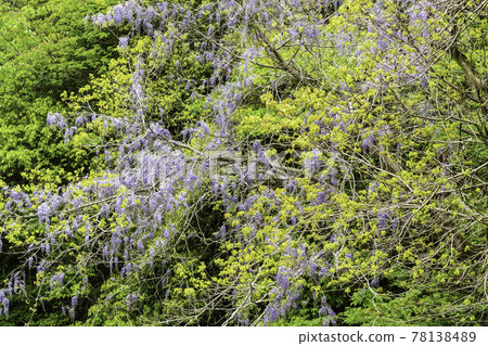 Yamafuji, Takahashi City, Okayama Prefecture 78138489