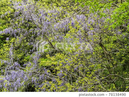 Yamafuji, Takahashi City, Okayama Prefecture Yamafuji, Takahashi City, Okayama Prefecture 78138490