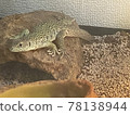 令人愉快的日光浴 Ocellated 蜥蜴 78138944