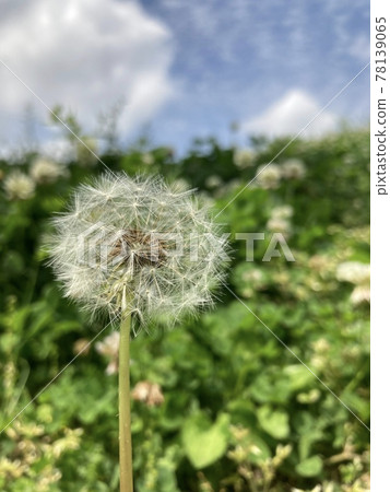 Spring park, dandelion fluff in the field, springiness, fine weather Spring park, dandelion fluff in the field, springiness, fine weather 78139065