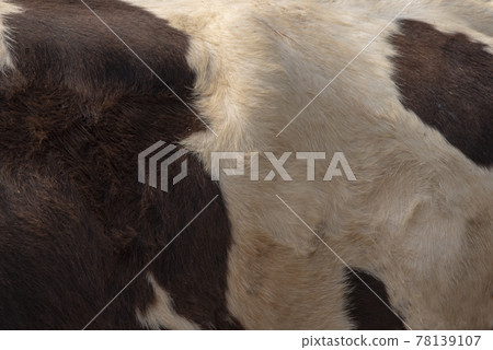 Real Dark brown and white cow skin close up on a background photo. 78139107