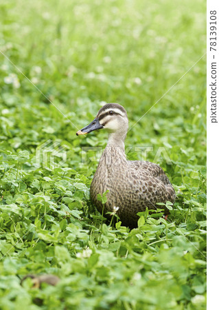 鴨 78139108