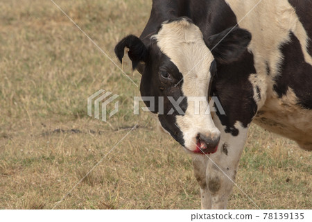 Cow injure at on the nose bleeding get an accident. 78139135