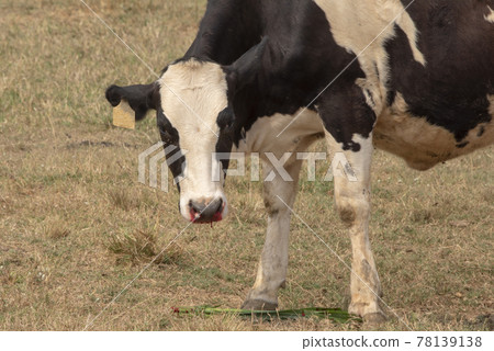 Cow injure at on the nose bleeding get an accident. 78139138