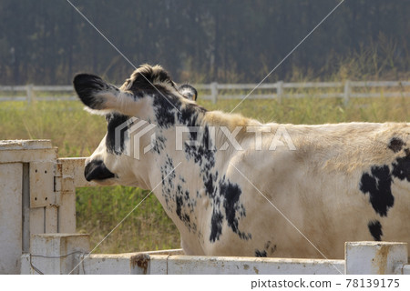 Black pied cow, in the thailand, standing on green grass in a meadow pasture. Black pied cow, in the thailand, standing on green grass in a meadow pasture. 78139175
