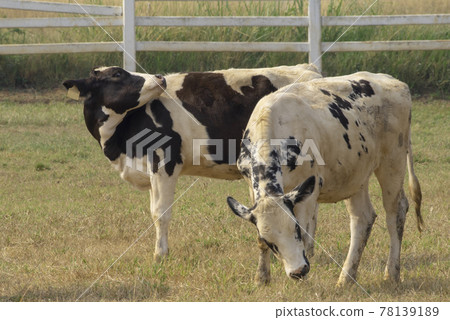 Black pied cow, in the thailand, standing on green grass in a meadow pasture. Black pied cow, in the thailand, standing on green grass in a meadow pasture. 78139189