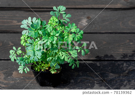 Cat-free grass herb roe 78139362