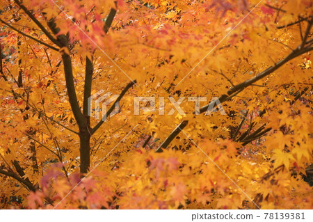 八田山曾永寺的紅葉 八田山曾永寺的紅葉 78139381