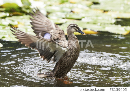 Spot-billed ducks spreading their wings in the pond Spot-billed ducks spreading their wings in the pond 78139405