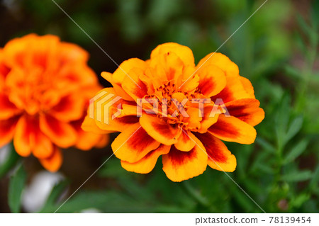 Marigold orange blossom (Saitama prefecture / May) 78139454