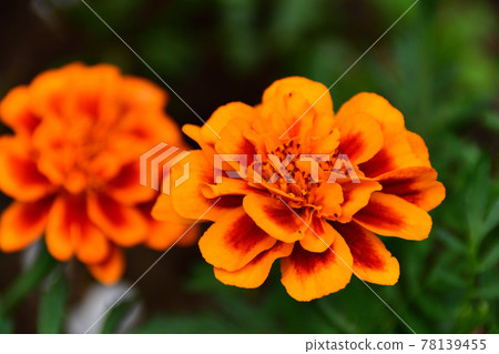 Marigold orange blossom (Saitama prefecture / May) 78139455