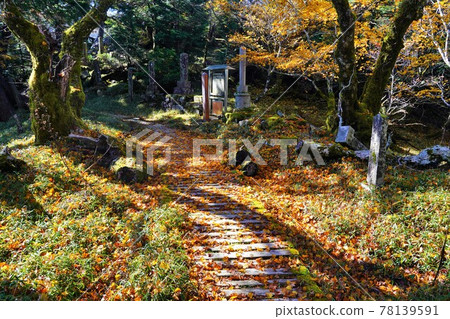Boardwalk of autumn leaves of Sanjogadake 78139591