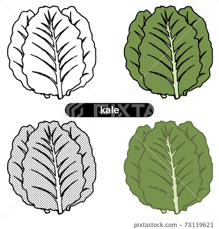 Kale 01-Line art_color Kale 01-Line art_color 78139621