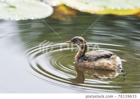 小鴨子在公園池塘里游泳 78139633