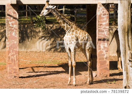 Close-up of a giraffe walking in the zoo. Close-up of a giraffe walking in the zoo. 78139872