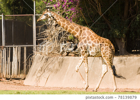 Close-up of a giraffe walking in the zoo. Close-up of a giraffe walking in the zoo. 78139879