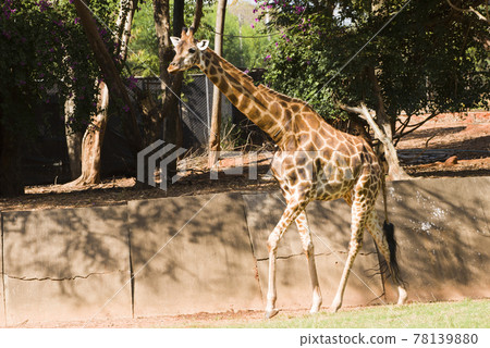 Close-up of a giraffe walking in the zoo. Close-up of a giraffe walking in the zoo. 78139880