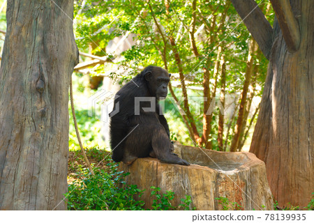 Chimpanzee,animal with brains nearby mankind. Chimpanzee,animal with brains nearby mankind. 78139935
