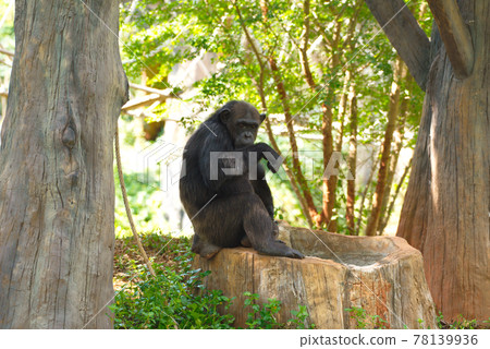 Chimpanzee,animal with brains nearby mankind. Chimpanzee,animal with brains nearby mankind. 78139936