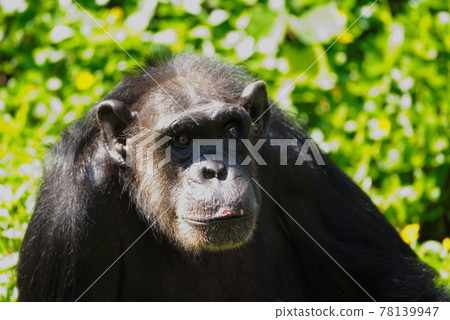 Chimpanzee,animal with brains nearby mankind. Chimpanzee,animal with brains nearby mankind. 78139947