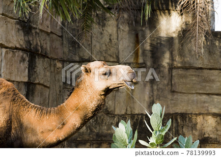 Camels are walking relax on the lawn. Camels are walking relax on the lawn. 78139993