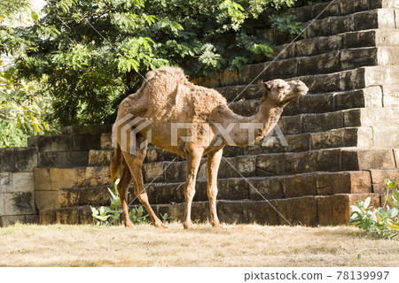 Camels are walking relax on the lawn. Camels are walking relax on the lawn. 78139997