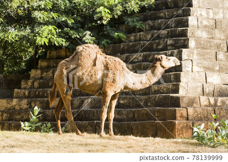 Camels are walking relax on the lawn. 78139999