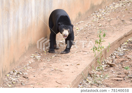 Malayan sun bear are walking relax on the rock. 78140038