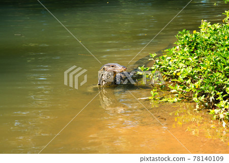 Varanus salvator. on wather. looking and waiting food Varanus salvator. on wather. looking and waiting food 78140109