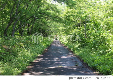 Road through the trees 78140382