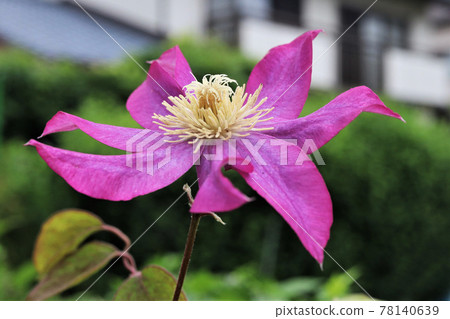 Tessen flower with wide petals 78140639