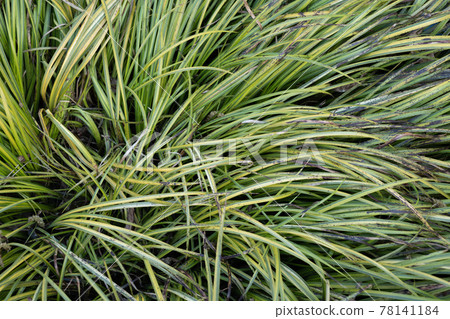 Acorus Gramineus Japanese Sweet Flag Acorus Gramineus Japanese Sweet Flag 78141184