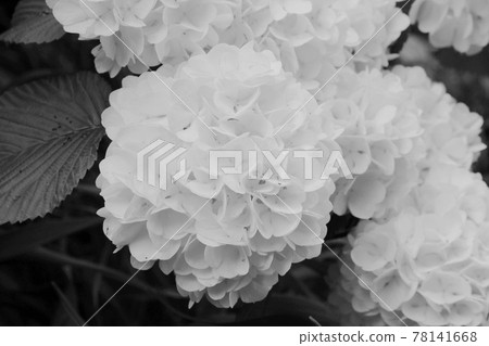 手鞠花 照片素材 圖片 圖庫 手鞠花 照片素材 圖片 圖庫