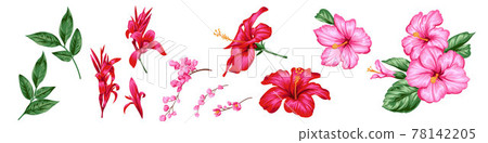 Set of beautiful flowers of hibiscus Set of beautiful flowers of hibiscus 78142205