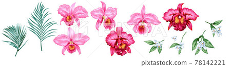 Set of beautiful decorative pink orchid flowers Set of beautiful decorative pink orchid flowers 78142221