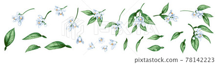 Set of citrus blooming branches Set of citrus blooming branches 78142223