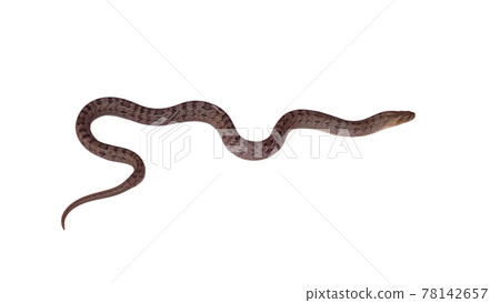 snake isolated on white background snake isolated on white background 78142657