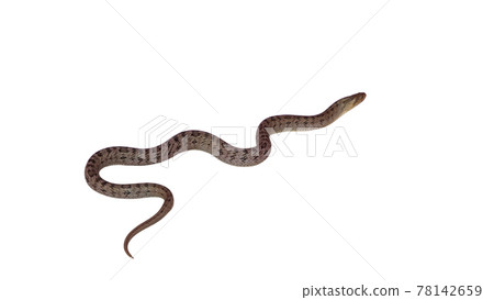 snake isolated on white background snake isolated on white background 78142659