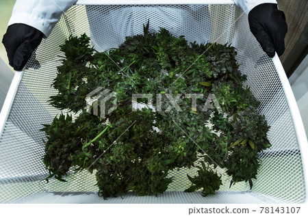 harvest cannabis garden lab with scientist to harvest to make drug and healthy product from marijuana harvest cannabis garden lab with scientist to harvest to make drug and healthy product from marijuana 78143107