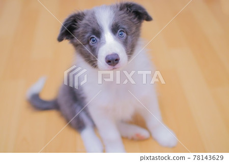 邊境牧羊犬的小狗 78143629