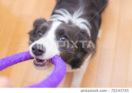 Border collie puppy playing with toys 78143785