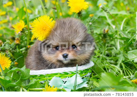 Small pomeranian puppy in a basket Small pomeranian puppy in a basket 78143855